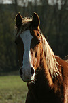 Deutsches Reitpony / pony