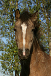 Deutsches Reitpony / Pony