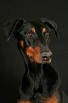 Dobermann / doberman pinscher