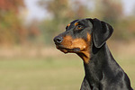 Dobermann / doberman pinscher