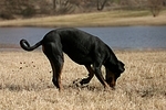 Dobermann / doberman pinscher