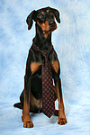 Dobermann / doberman pinscher