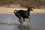 Dobermann / doberman pinscher