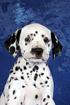 Dalmatiner Welpe / dalmatian puppy