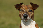 Jack Russell Terrier