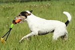 Parson Russell Terrier