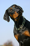 Dobermann / doberman pinscher