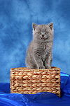 sitzendes Britisch Kurzhaar Kätzchen / sitting british shorthair kitten