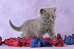 stehendes Britisch Kurzhaar Kätzchen / standing british shorthair kitten
