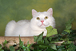 weißer BKH-Mix / white domestic cat