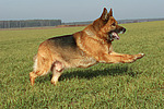 rennender Deutscher Schäferhund / running German Shepherd