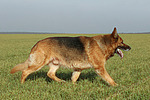 laufender Deutscher Schäferhund / walking German Shepherd
