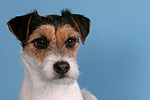 Parson Russell Terrier Portrait