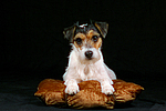 liegender Parson Russell Terrier / lying prt