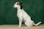 Parson Russell Terrier