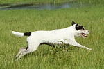 Parson Russell Terrier