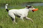 Parson Russell Terrier