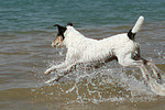 Parson Russell Terrier