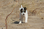 Parson Russell Terrier Welpe / parson russell terrier puppy