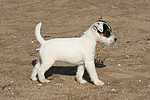 Parson Russell Terrier Welpe / parson russell terrier puppy