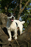 Jack Russell Terrier