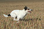 rennender Parson Russell Terrier / running PRT