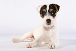 Parson Russell Terrier Welpe / parson russell terrier puppy