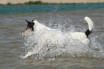 Parson Russell Terrier