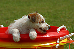 Jack Russell Terrier Welpe / Jack Russell Terrier puppy