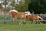 galoppierende Haflinger / galloping haflinger horses