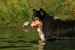 badender Langhaarcollie / bathing longhaired collie