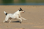 rennender Parson Russell Terrier / running PRT