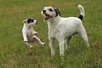 spielende Parson Russell Terrier / playing PRT