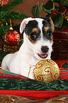 Parson Russell Terrier Welpe zu Weihnachten / PRT puppy at christmas