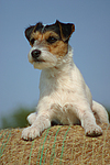 Parson Russell Terrier