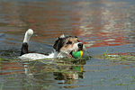 spielender Parson Russell Terrier / playing PRT