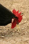 Vorwerkhuhn Hahn Portrait / cock portrait