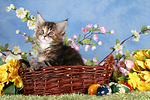 Maine Coon Kätzchen / maine coon kitten