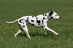 Dalmatiner / dalmatian