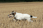 rennender Parson Russell Terrier / running PRT