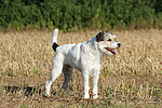 stehender Parson Russell Terrier / standing PRT