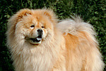 Chow Chow Portrait