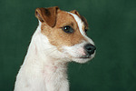 Parson Russell Terrier