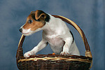 Parson Russell Terrier