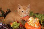 Britisch Kurzhaar Kätzchen / british shorthair kitten