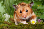 Goldhamster / golden hamster