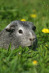 Glatthaarmeerschwein / guninea pig