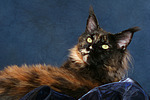 Maine Coon