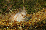 Löwenköpfchen / lion-headed bunny