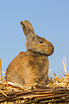 Kaninchen / bunny